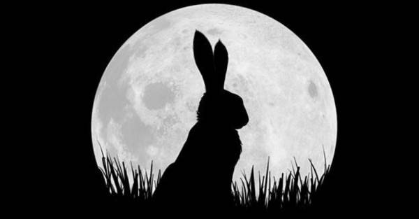Watership Down Trailer: New Series Adapts Richard Adam's Classic Story