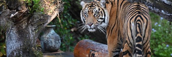 magic-of-disney's-animal-kingdom-08-slice