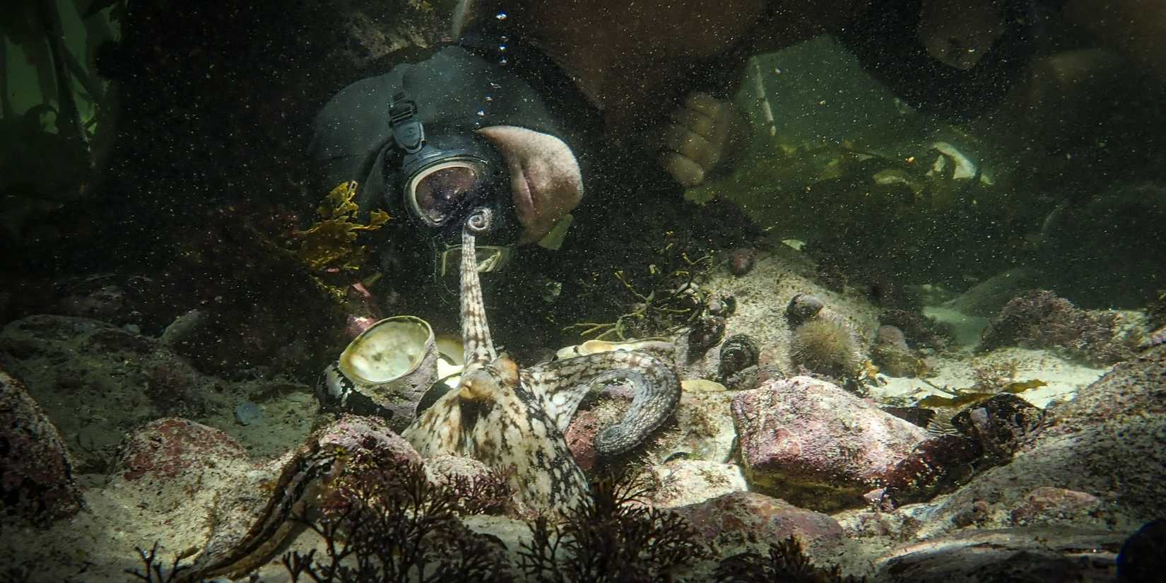 An octopus reaches out to touch the mask of a scuba diver in My Octopus Teacher.