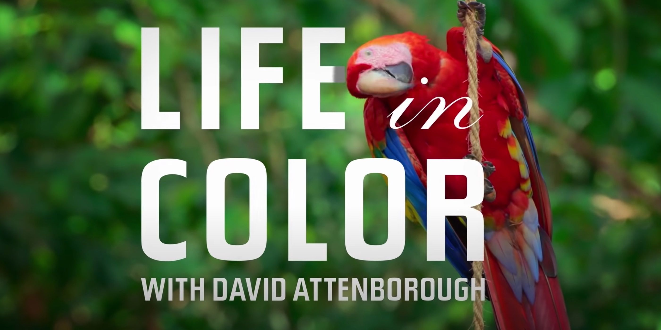 Netflix's Life in Color Trailer Reveals David Attenborough Nature Doc, image size:2800x1400