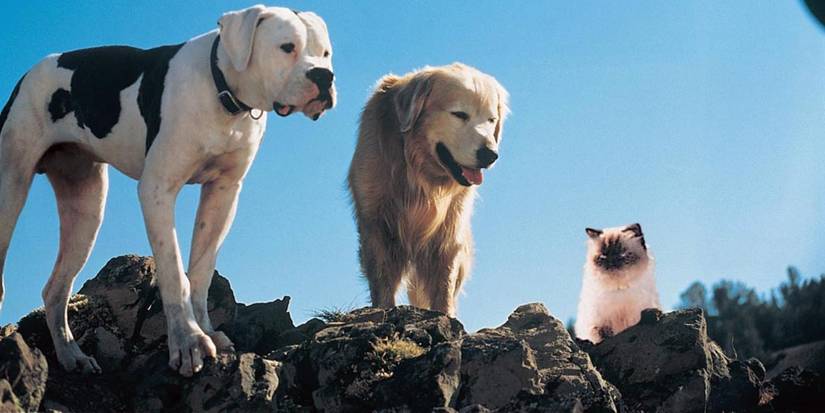 Chance, Shadow, and Sassy, the pets in Homeward Bound stand on rocks and look into the distance