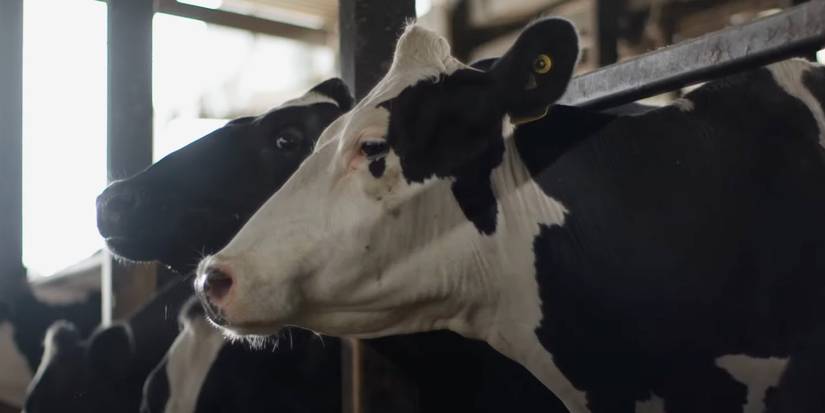 Cow Review: Andrea Arnold Documentary Explores the Life of a Bovine