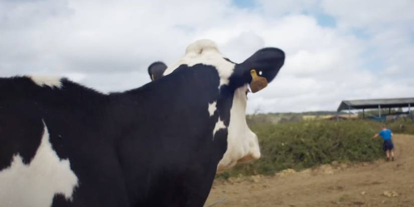Cow Trailer Reveals the Ups and Downs of Life as a Dairy Cow