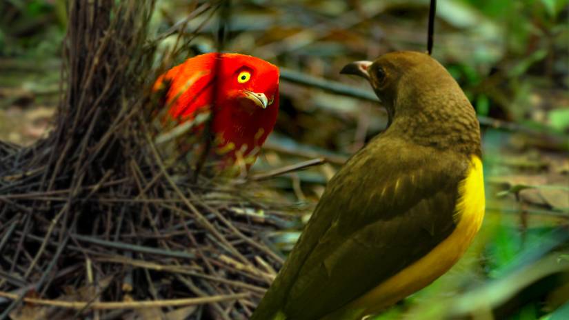 Best Netflix Nature Documentaries for Chilling Out