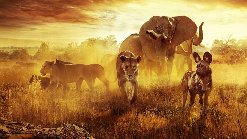 Best Netflix Nature Documentaries for Chilling Out