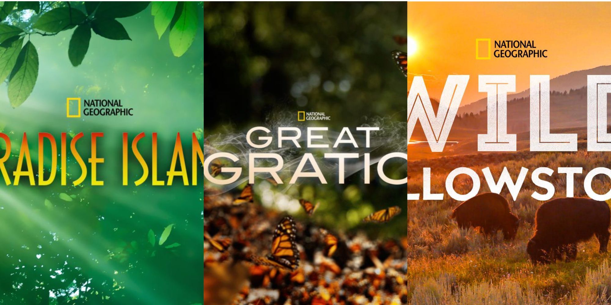 Animal World Program The 10 Best Wildlife Documentaries On Disney+ Right Now
