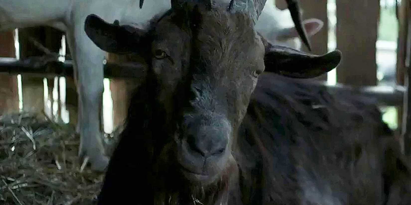 Black Phillip the Goat in The Witch