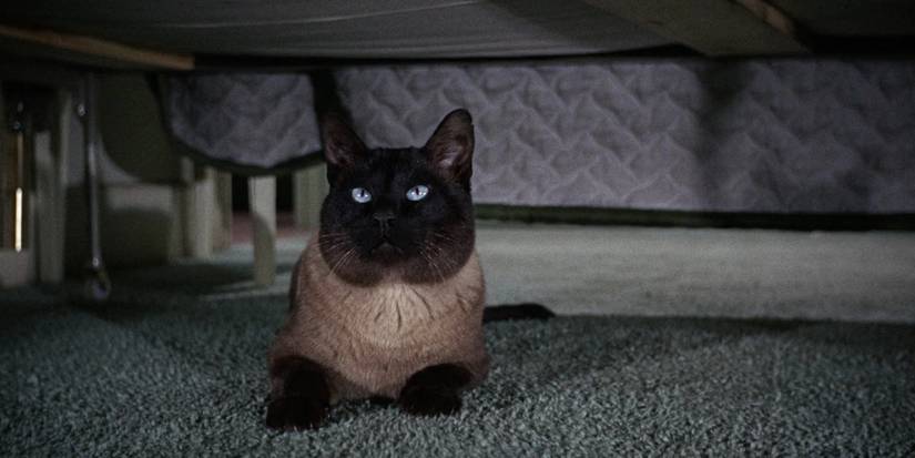Dacks Cat 10 of the Most Iconic Cats in Film History, Ranked