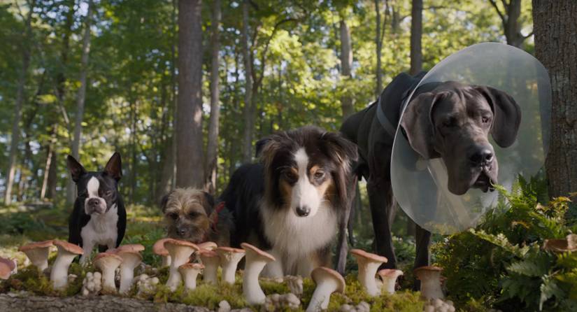 'Strays' Director on Working With Will Ferrell for R-Rated Dog Comedy