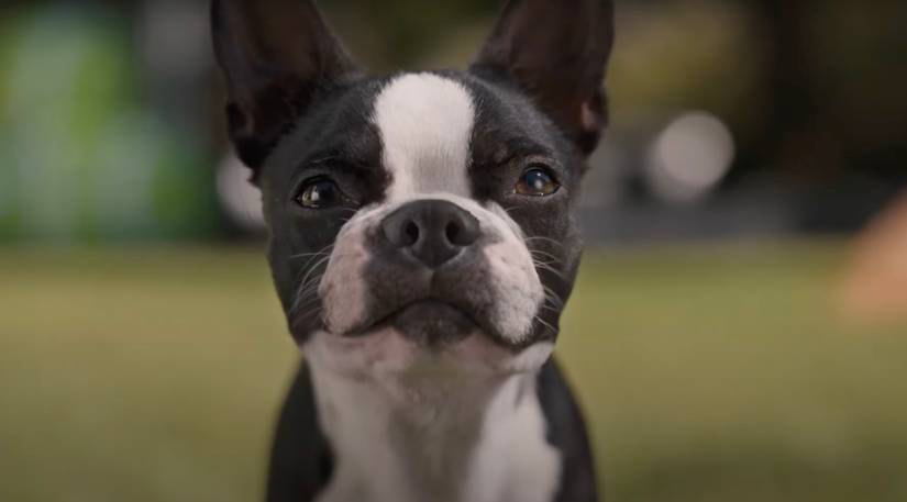 'Strays' Director on Working With Will Ferrell for R-Rated Dog Comedy