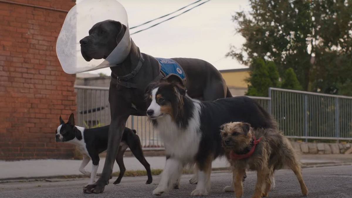 'Strays': Join Will Ferrell on His Revenge Mission With Tie-In Game