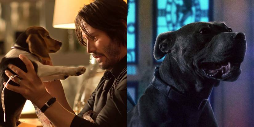 Weic Dogs John Wick’s Daisy & 9 Other Memorable On-Screen Dogs