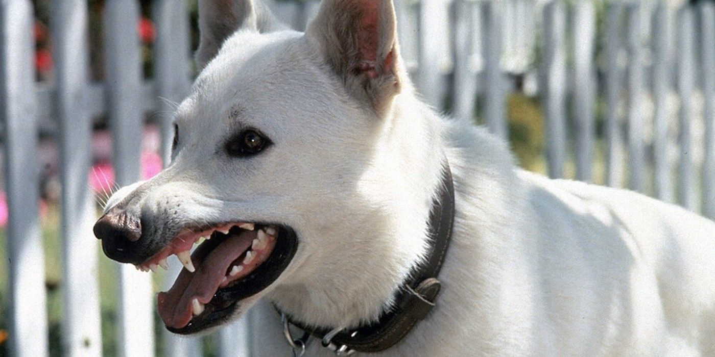 White Dog 