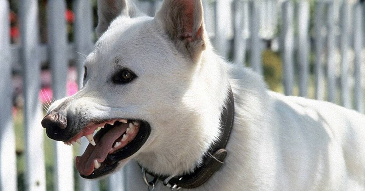 collider.com - Robert Lee III - 10 Perfect Horror Movies That Nobody Remembers