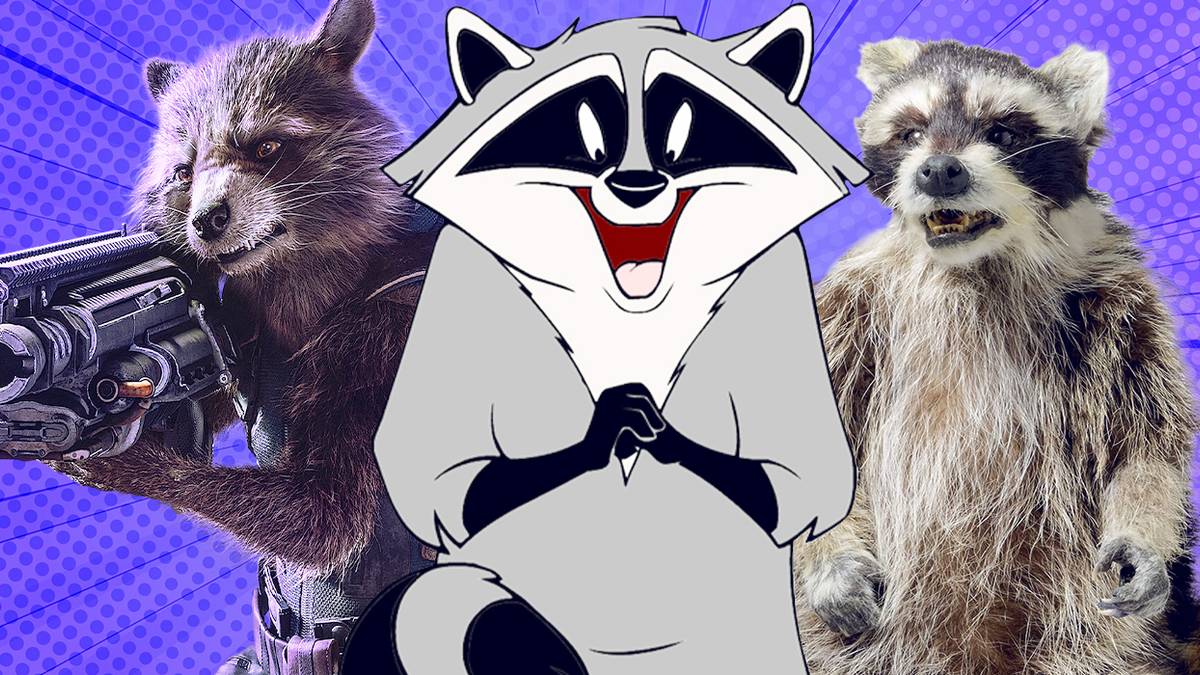 Galaxy Racoons From Rocket to Raccacoonie, Why Are Raccoons So Iconic In Movies?
