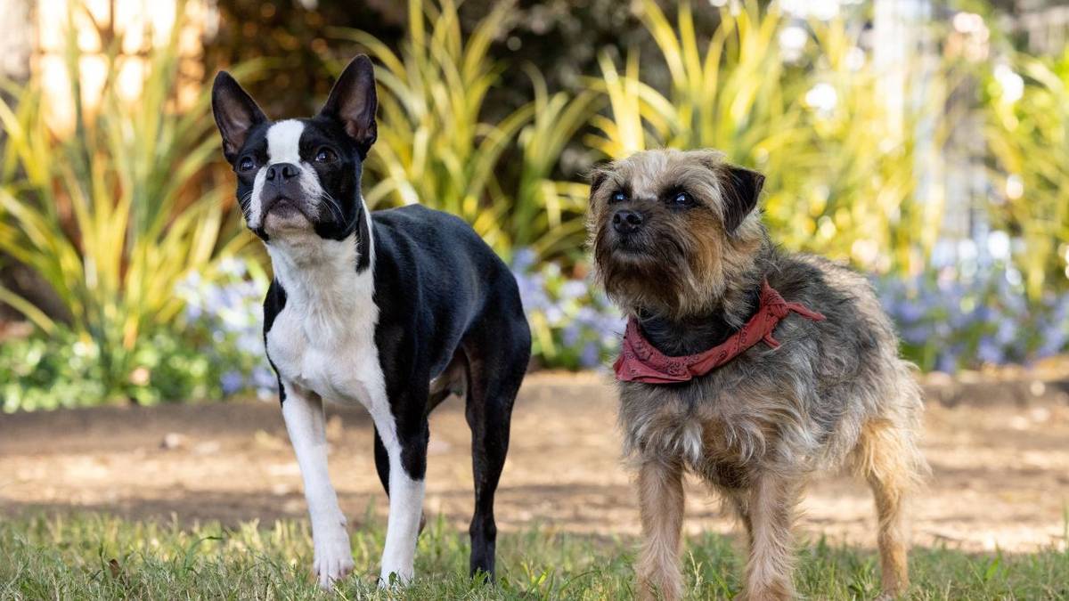 'Strays' Review: This R-Rated Talking Dog Comedy Delivers