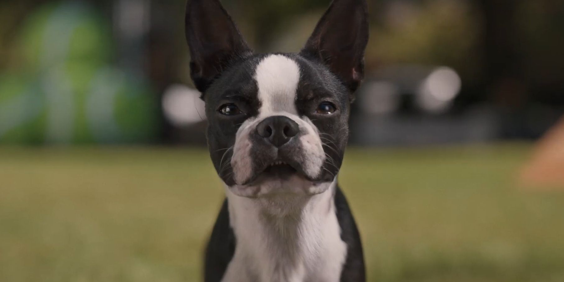 'Strays': Release Date, Cast, Trailer, and Everything You Need to Know