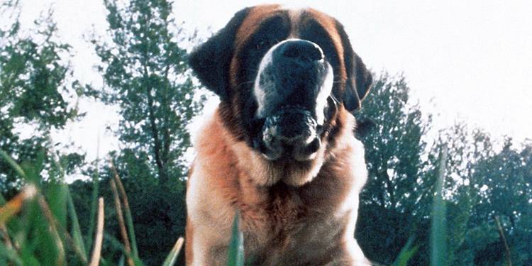 Remake Billy R If Any '80s Stephen King Movie Needs a Remake, It's This One