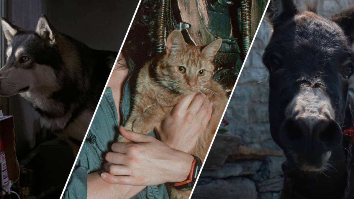10 Best Animal Performances in Movies, According to Reddit
