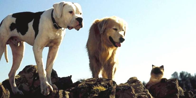 Seekor anjing bulldog Amerika, seekor anjing golden retriever, dan seekor kucing Himalaya berdiri di atas lanskap berbatu