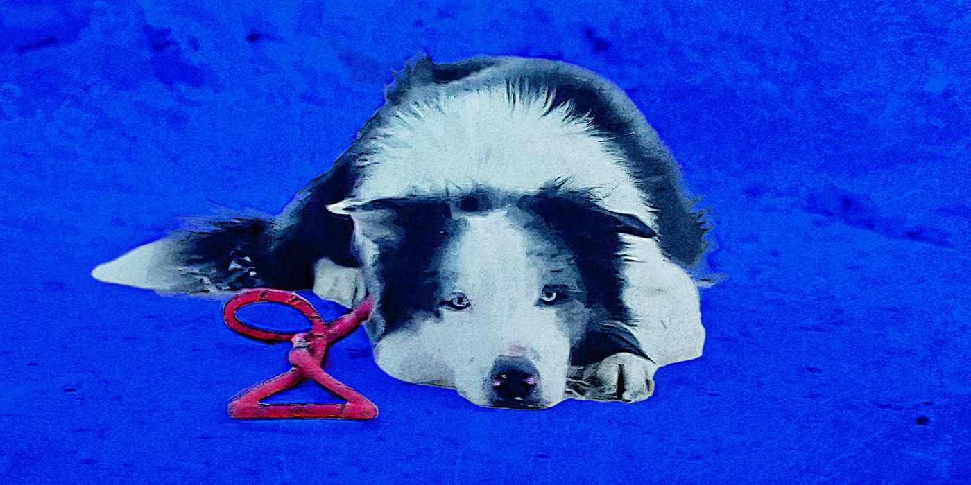 Messi the border collie as Snoop in Anatomy of a Fall, lying against a blue background