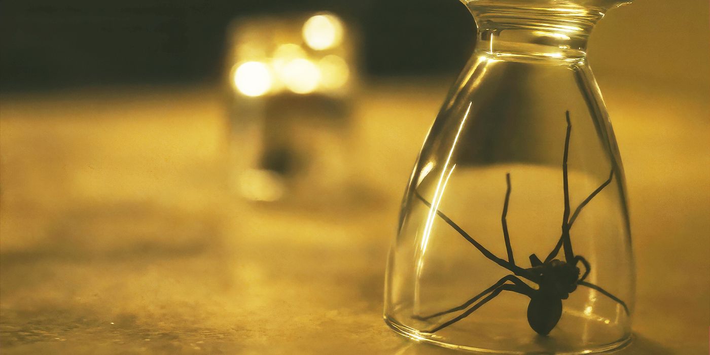 'Infested' Review - This Is Why Pet Spiders Are a Bad Idea