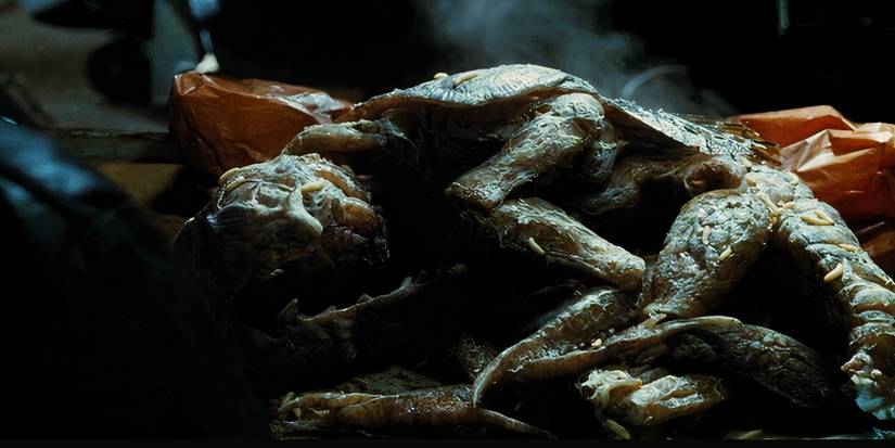 Large bug like creature curled in a ball 