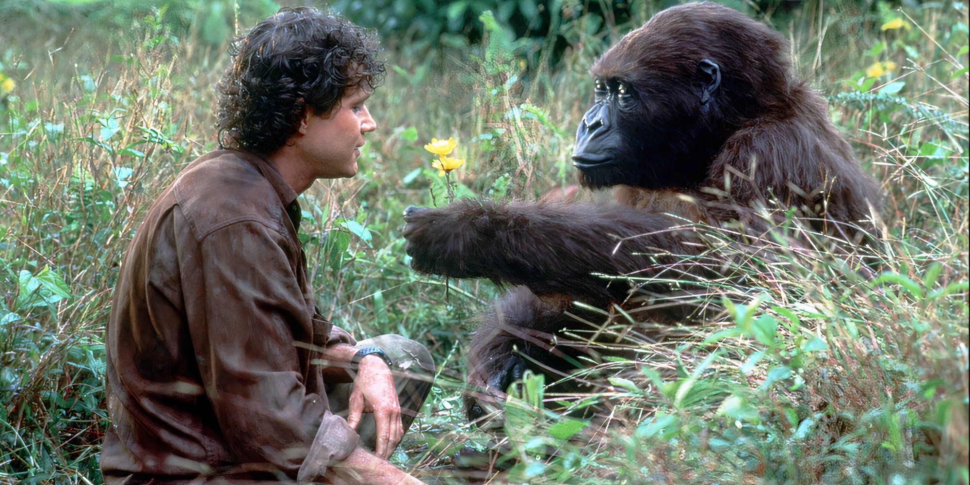 その他 Kingdom for the Dzanga Gorillas [Blu-ray] b10b3d4c-52c1-4220-9774-