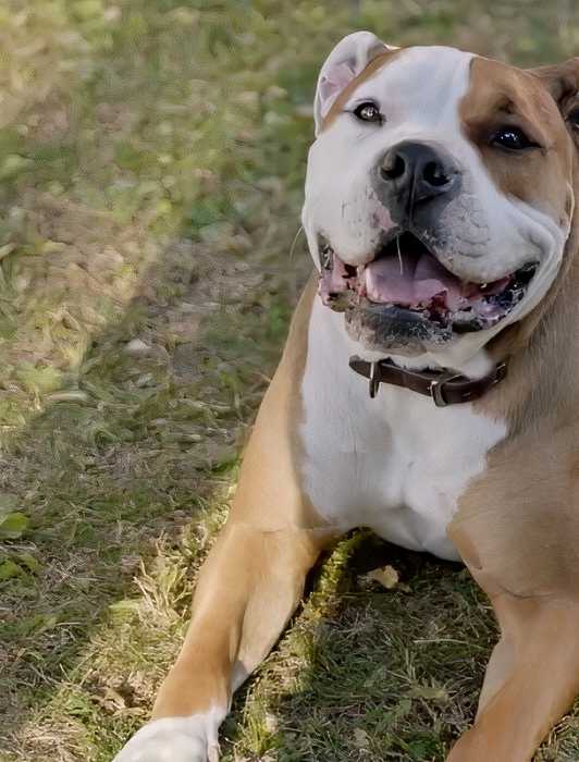 The Rookie Dog When To Watch and Stream 'The Rookie' Season 6 Finale