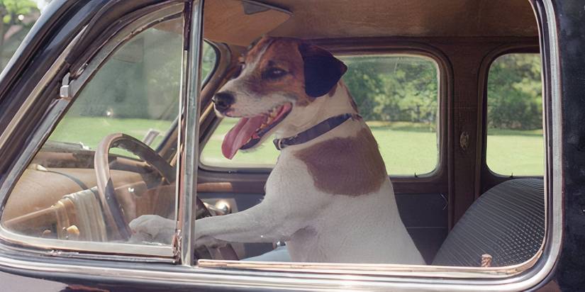 A collared terrier dog looks like he's driving a car with his paws on the steering wheel