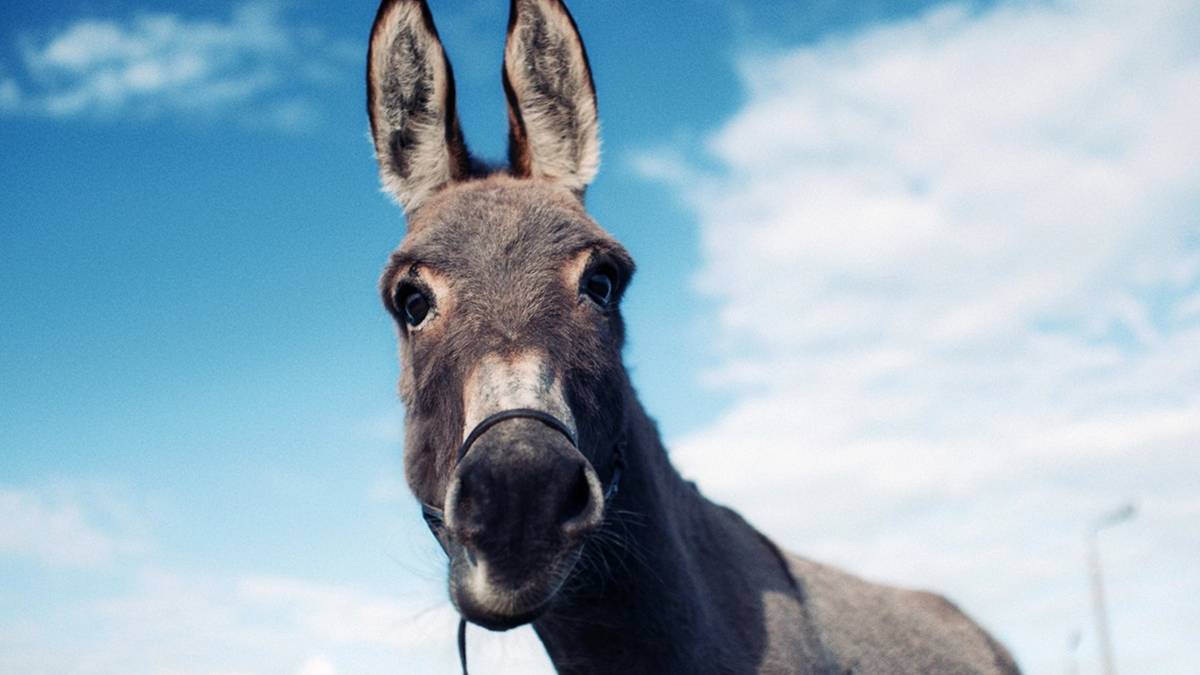 This Unconventional Donkey-Driven Drama Is an Oscar-Nominated Tearjerker