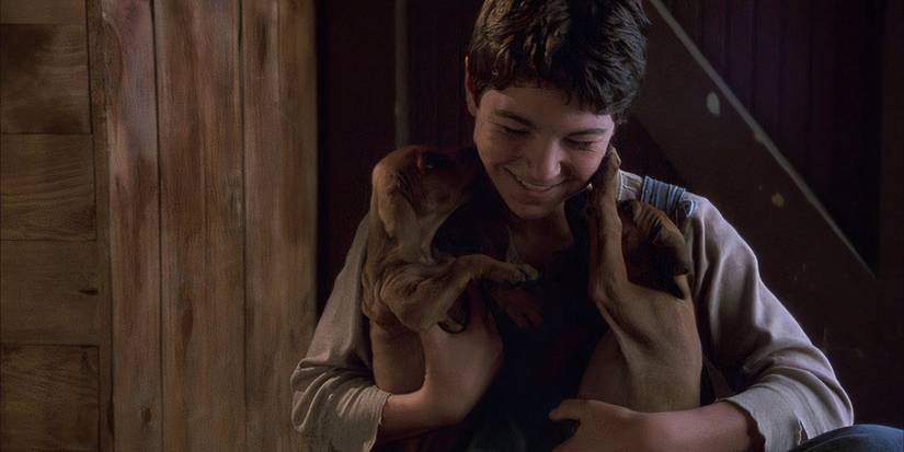 Two redbone coonhound puppies like the face of a young farmer boy