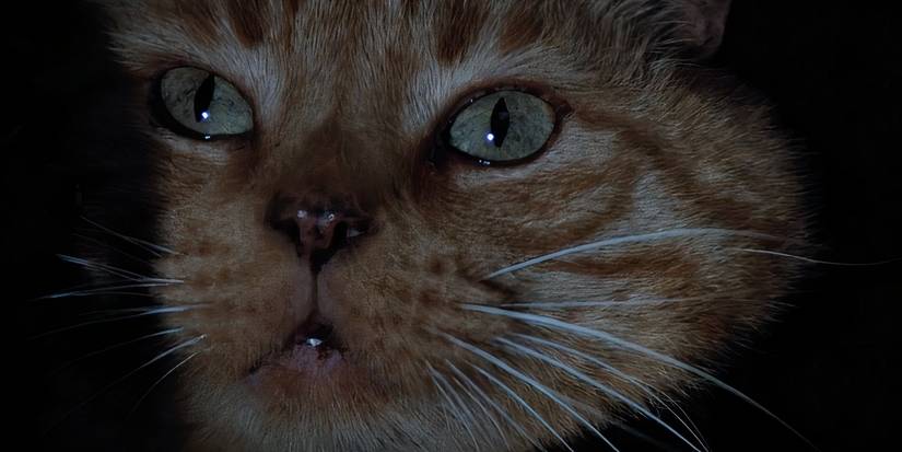Jonesy the cat sees the horror in Alien (1979).
