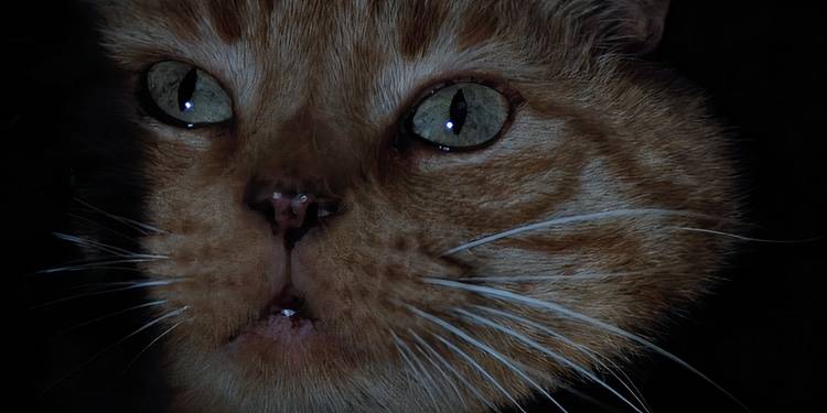 Alien Riply Cat 'Alien' Ending Explained - How Does Ripley's First Xenomorph Battle End?
