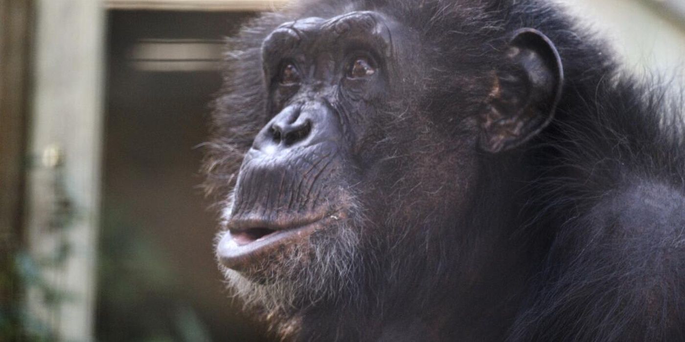 Where Is 'Chimp Crazy's Tonia Haddix Now?