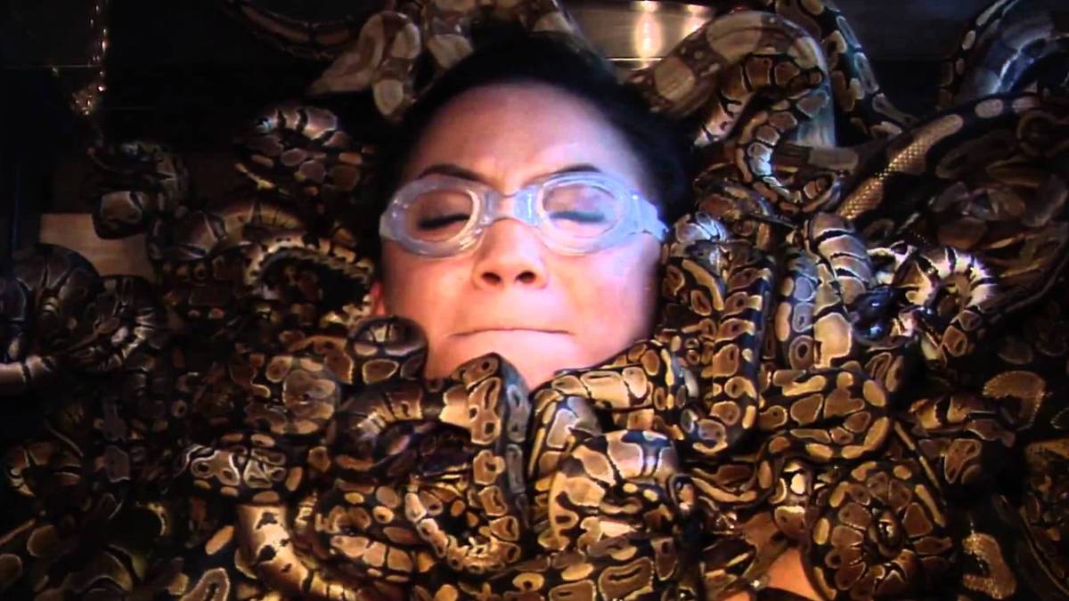 Fear Factor Rats