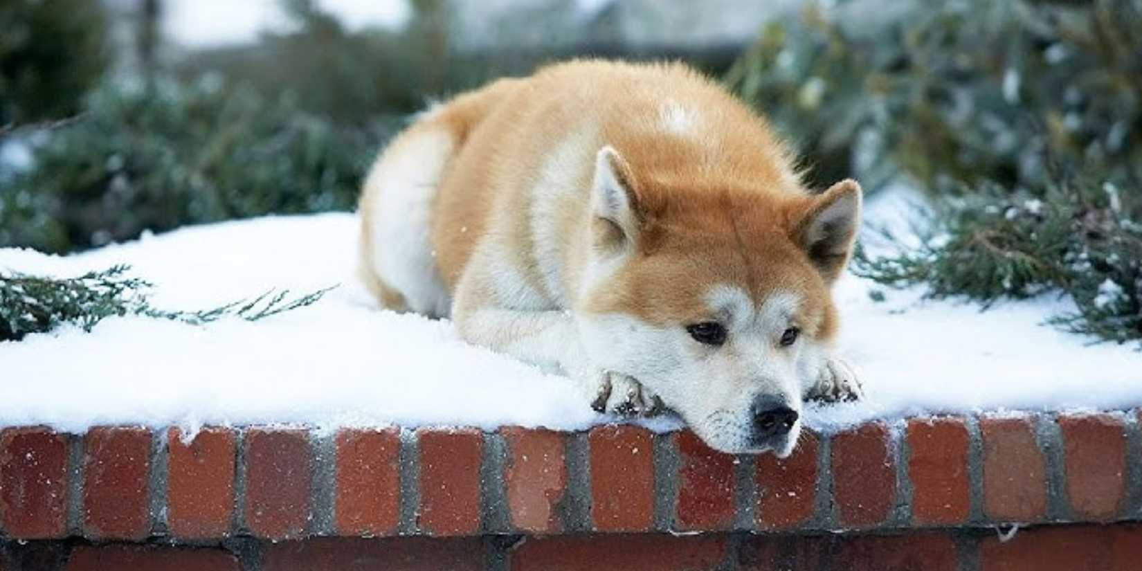 Hachi the dog lying on a brick wall covered in snow in Hachi A Dog's Tale (2009)