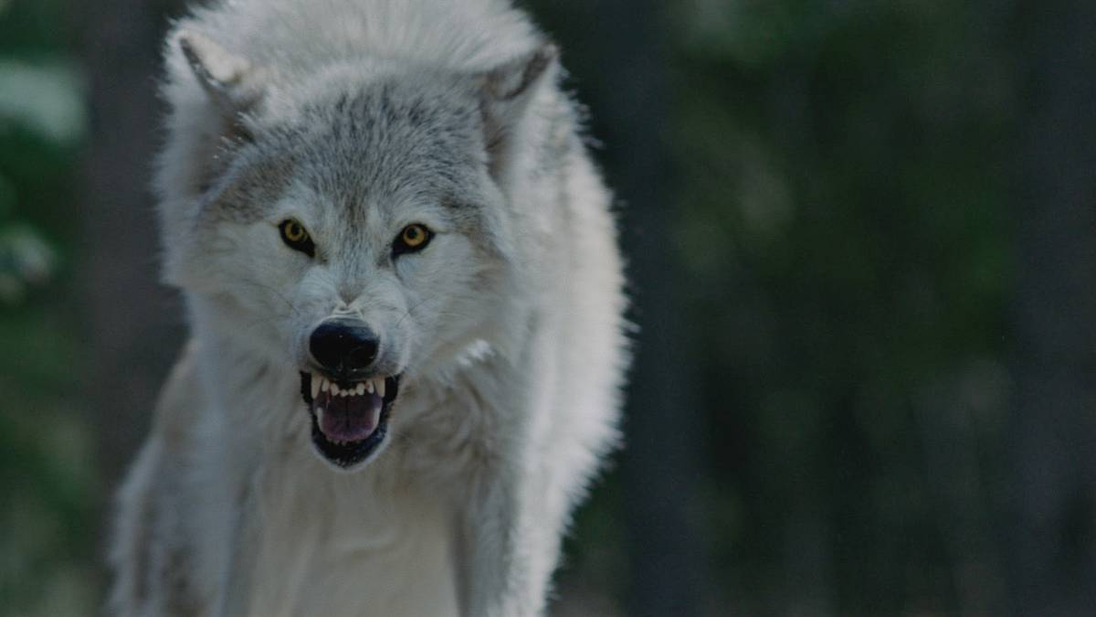 'Out Come the Wolves' Review: A Survival Thriller That Takes a Gnarly ...