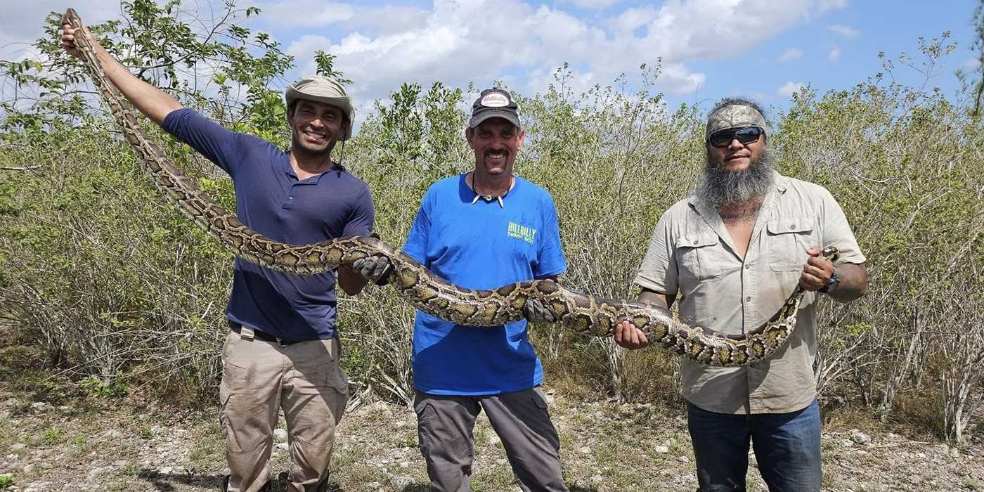 N Python ‘Swamp People’ Enlists “Hillbilly Dave” for Python-Hunting Duty