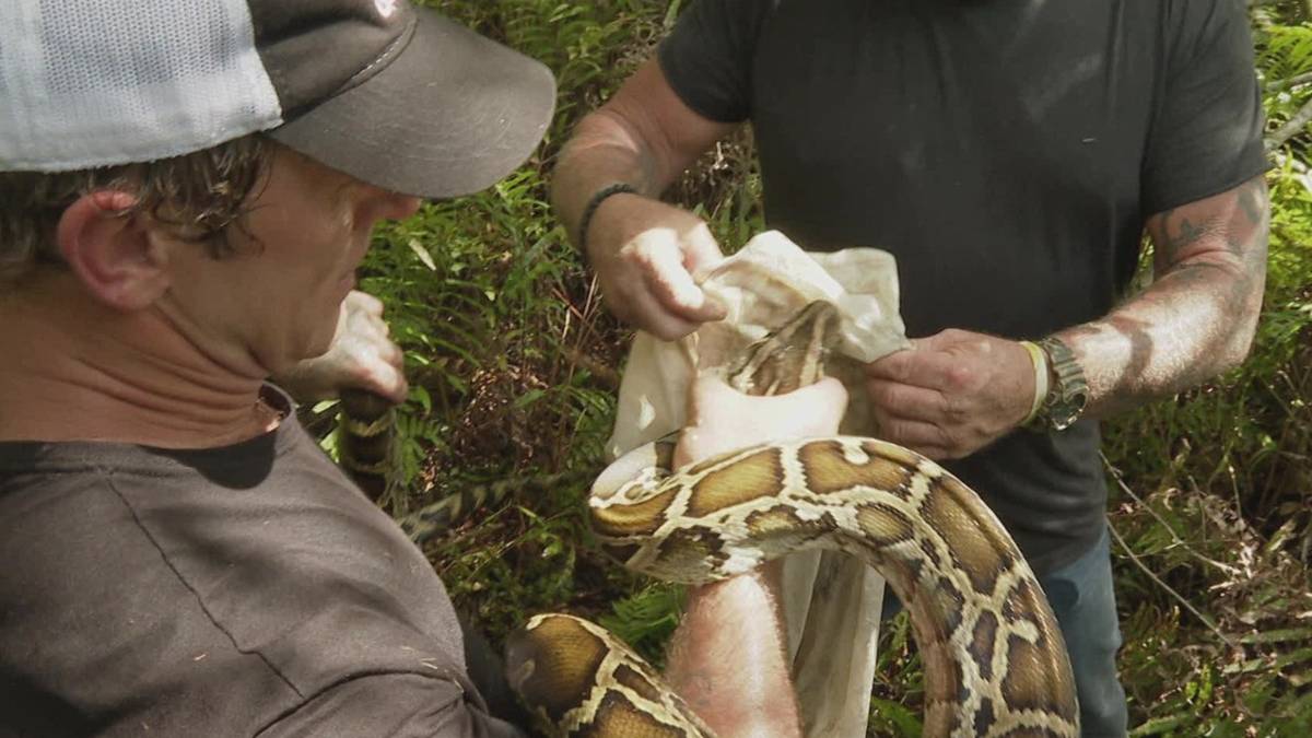 Between ‘Swamp People: Serpent Invasion’ and ‘The Python Hunt,’ the ...