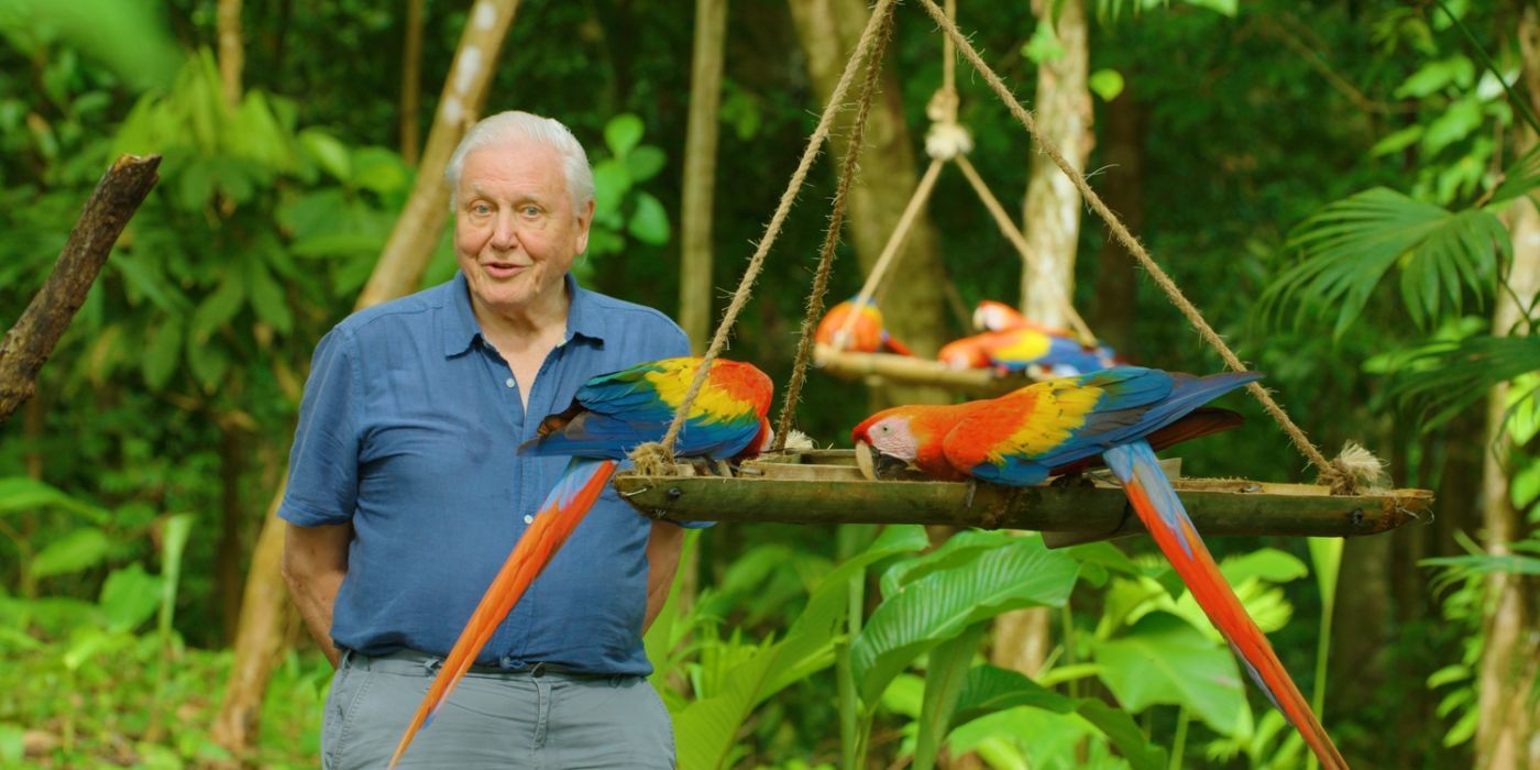 The 10 Best Netflix Original Nature Documentaries, Ranked