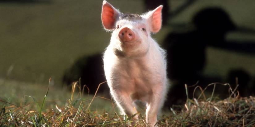Babe the piglet standing in a field in Babe