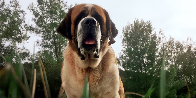 The titular dog in the 1983 adaptation of Cujo standing outside, early in the film