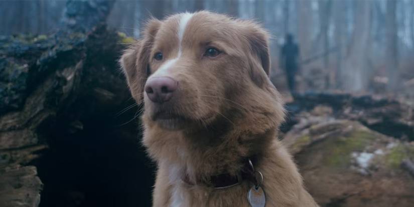 Indy in the woods with someone approaching behind him in 'Good Boy'