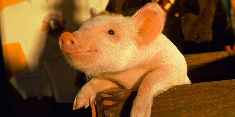 Babe as a young piglet being carried in a box in Babe.