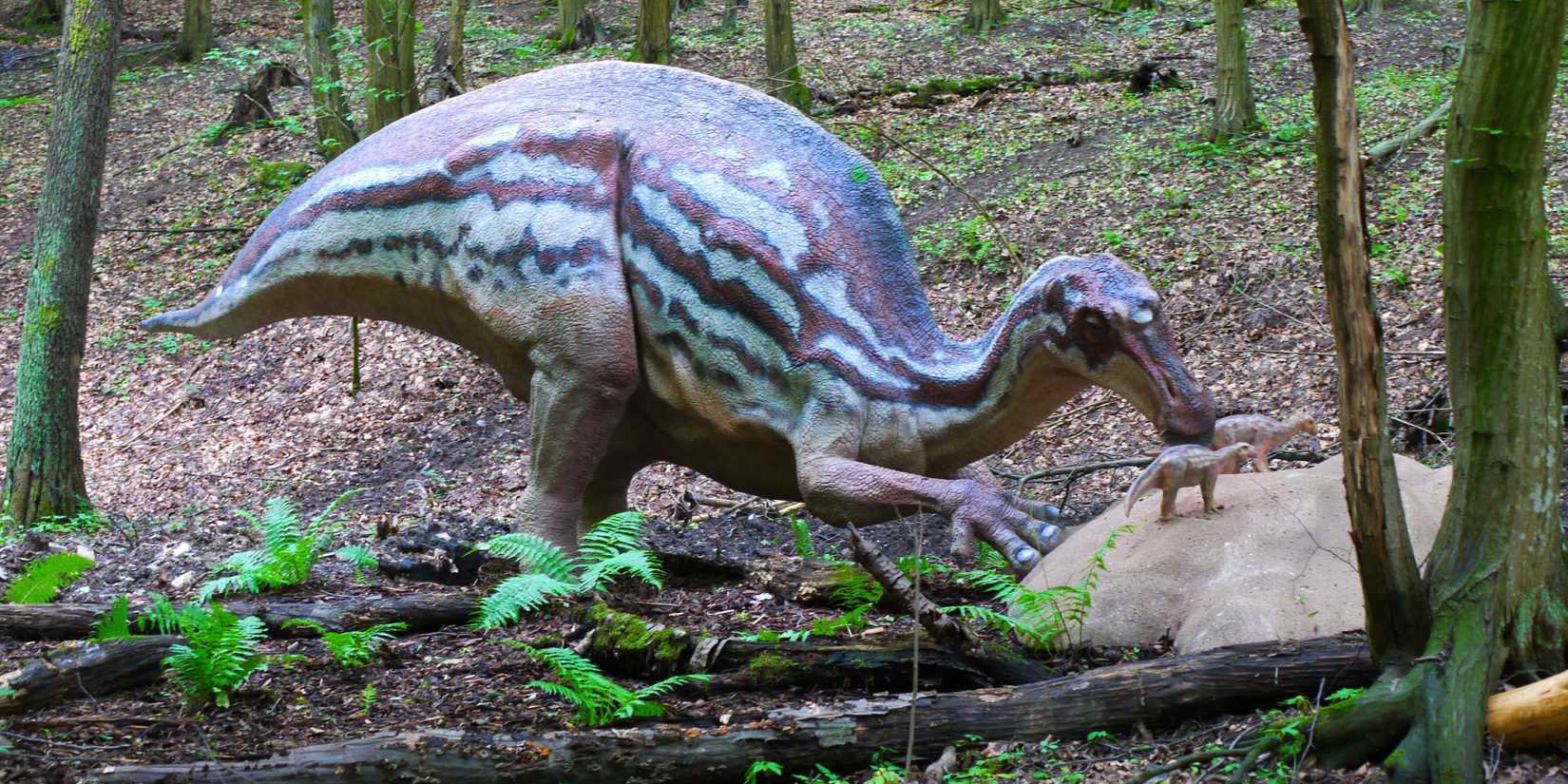 Um modelo de escala de uma Maiasaura olhando para seus bebês estava em uma pedra.