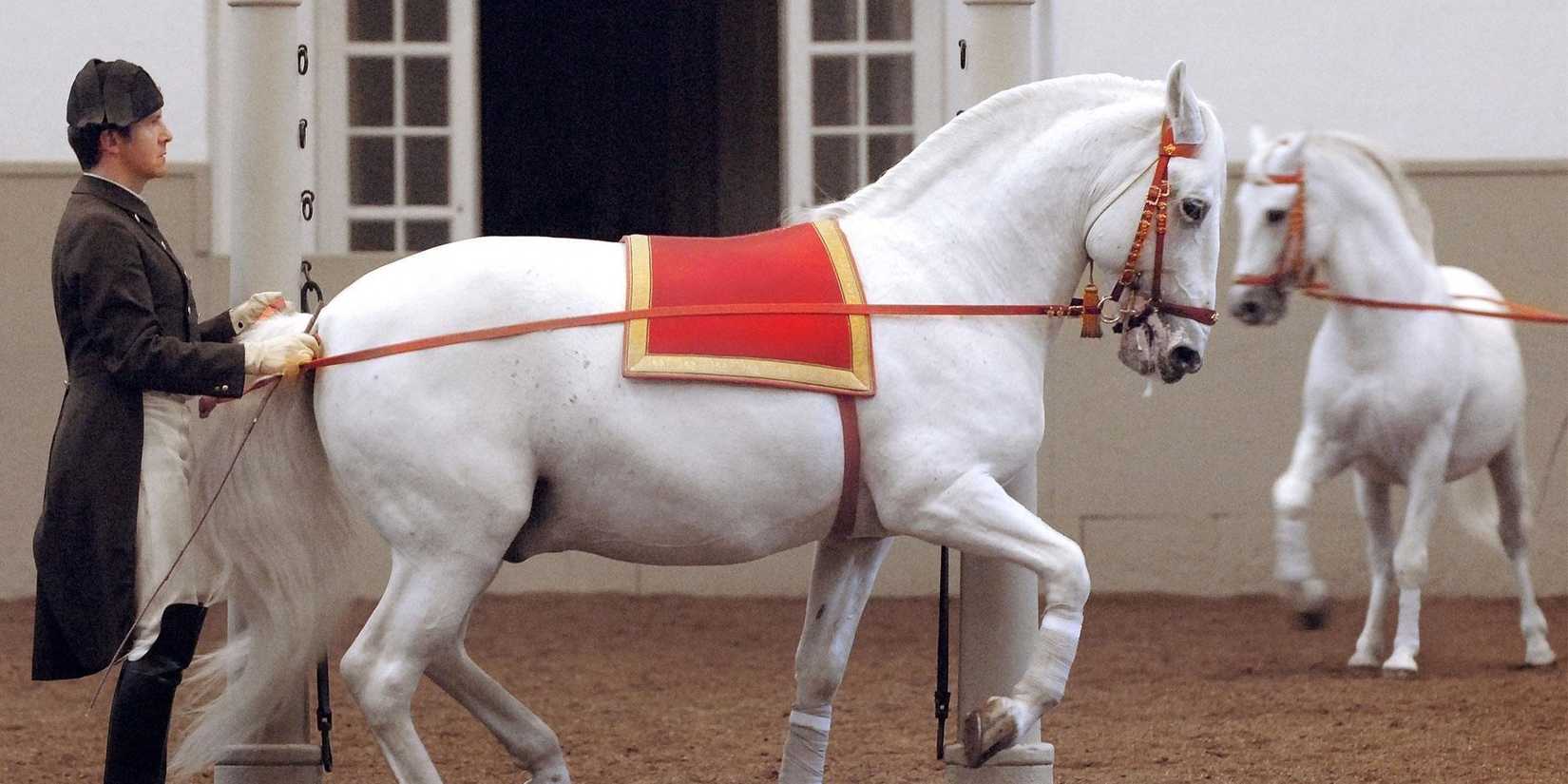 The Lipizzaner horses from Miracle of the White Stallions