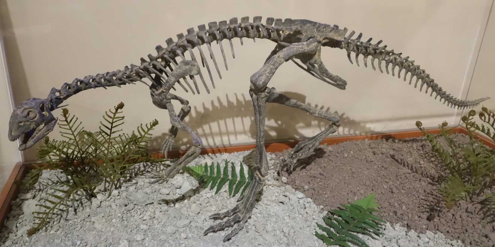 Um esqueleto de Othnielosaurus.