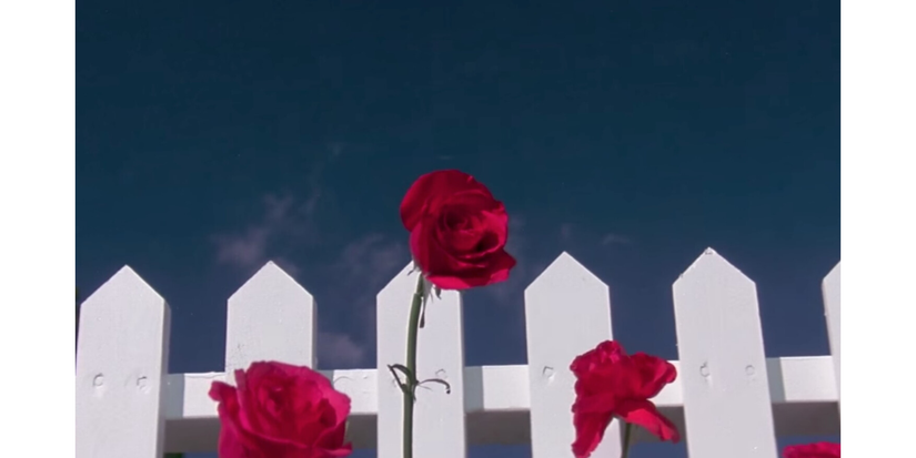 A white picket fence with red roses in Blue Velvet