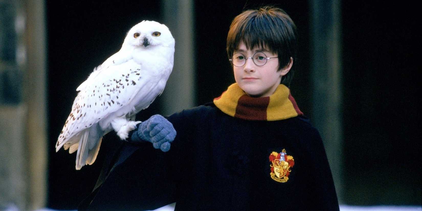 Harry holding Hedwig in Harry Potter and the Sorcerer's Stone 
